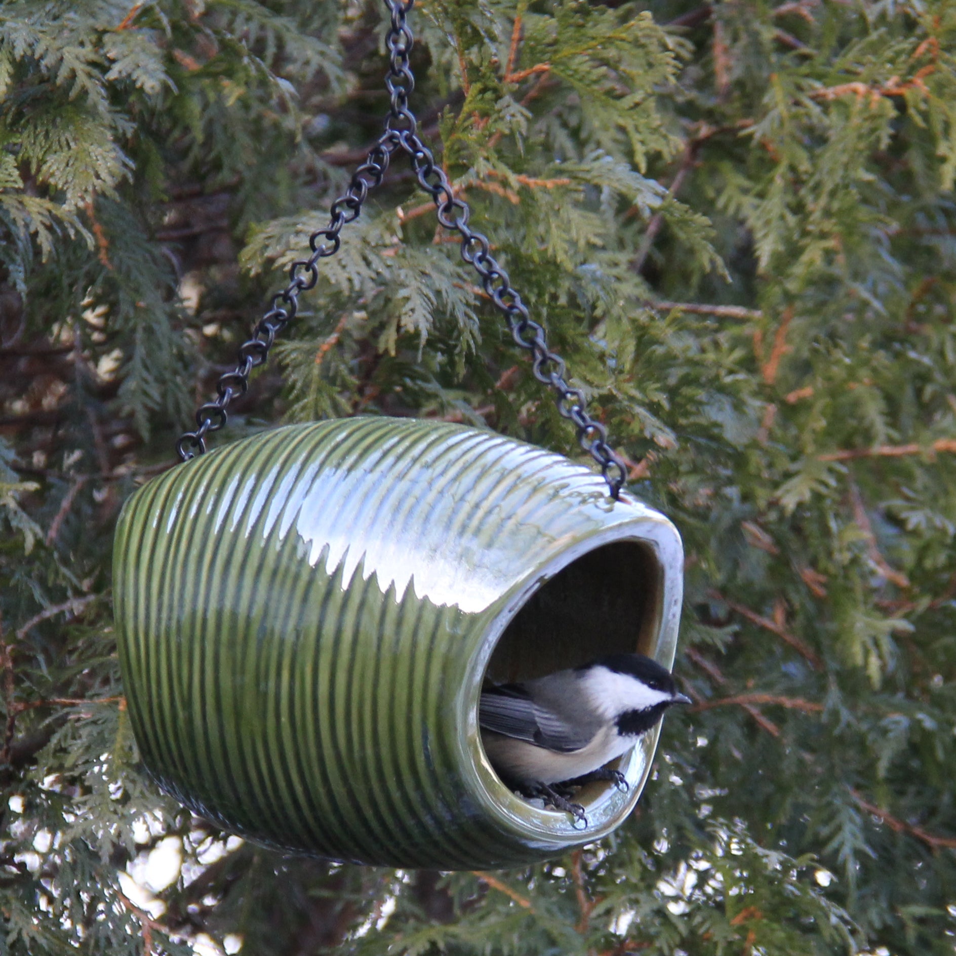 Byer Of Maine Mango Stone Fly Through Feeder